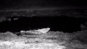 Martu rangers capture rare night parrot in WA's Pilbara region.