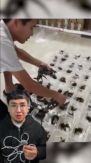 How does crocodile farming generate fortunes in Thailand?