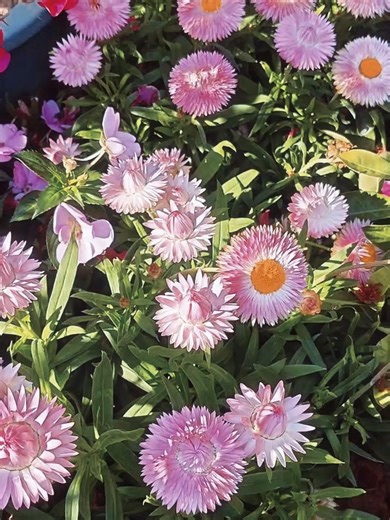 Take a shot, paint the world. #collectyourspark#OPPOReno15 #MakeYourMoment #photography #fyp