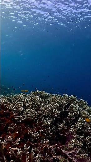 Deep Sleep Ocean Sounds | 4K Relaxing Underwater Coral Reef