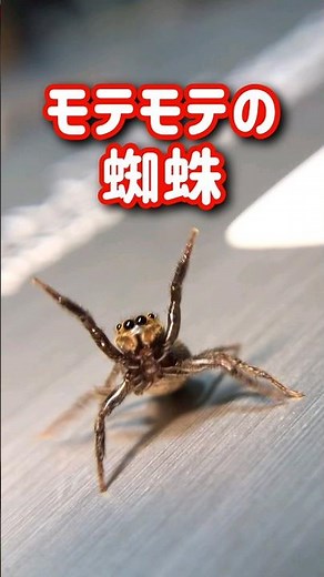 Popular spider