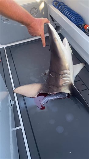 Brennon Martin on Instagram: "#sharks getting sharked ! Was very much the story of the trip! #fishing #dogeatdog"