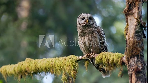Barred owl (Strix Varia) eyeing some prey then flying off to chase it in the Pacific Northwest rainforest.