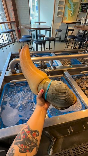 Winner winner geoduck dinner 💪 | Taylor Shellfish Farms