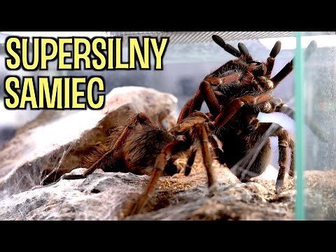 Copulation of GIANTS! Pamphobeteus sp. mascara