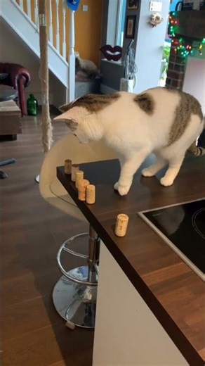 Cat Knocking Objects Off The Table #badkitty #catshort #funnypets