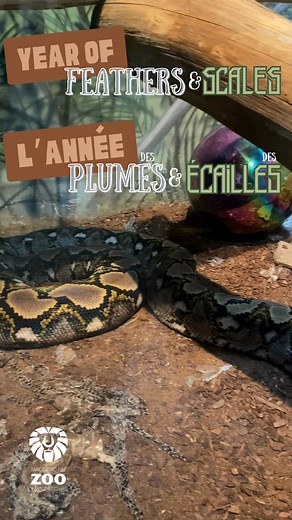 1.4K views |  We're back with another Year of Feathers and Scales...