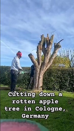 Cutting Down the Apple Tree 🍏🌳 – Cologne, Germany