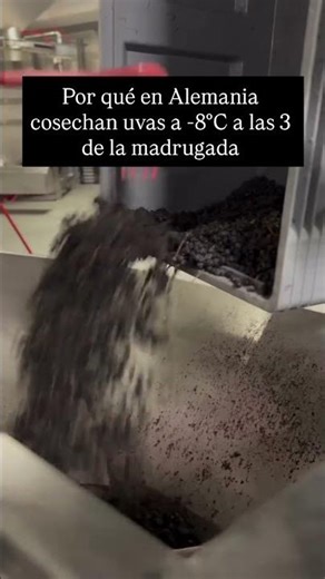 Eiswein, así se hace 🥶 🍷