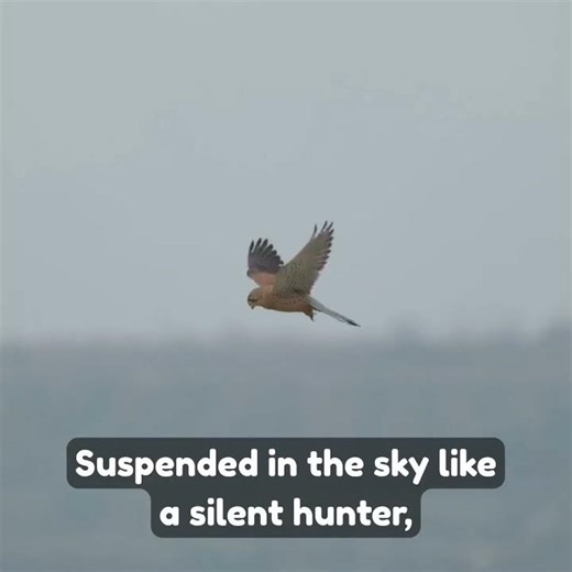 Falcon's Deadly Stoop Dive at Insane Speed 😱 Fastest Animal on Earth