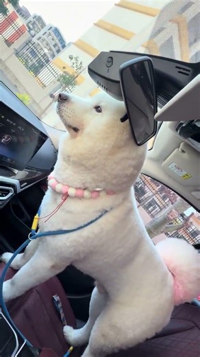 Unveiling the Truth: Do Dogs Really Have Poor Vision