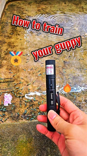 66K views · 1.4K reactions | How to train your guppy. | Punya Guppy Farm | Facebook