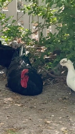 Rooster and his Ducks
