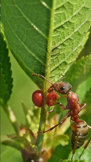 La difesa biologica del Ciliegio! 🌸​🐜
