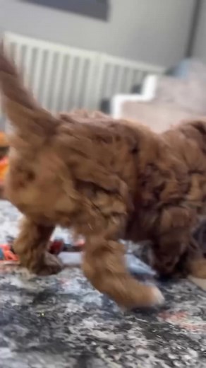 These little ones are playing and up to some mischief😊 #cavapooinsta #cavapoooftheday #cavapoosoftheworld | Cavapoo puppies for adoption and rehoming near me