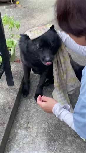 甲斐犬源ちゃんワンダフルライブラリー😼 「顔拭くのやだ〜❣️やだワ〜ン🤨」