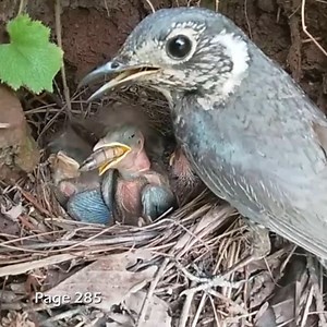 51K views · 798 reactions | Review bird daily life in nest, mother bird and baby bird life P104 #birdlovers #motherbird #babybird #relax #birdsounds #birdphotography #holiday #birdnest #birdsofinstagram #bird #birdlife #nature #naturelover #reviewbirdnest #birdwatching #wildlife #viralvideo #lifewithbirds #birds | Page 285 | Facebook