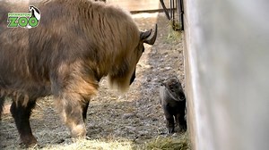 25K views · 609 reactions | This adorable female takin kid was born...
