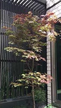 和モダンの坪庭