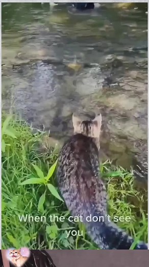 The end🤣#funny #funnyanimals #cuteanimals #pet