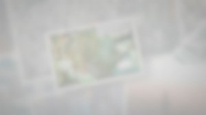 Can Two Chameleons Live Together?