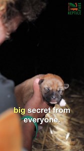 530K views · 24K reactions | Dingo puppy birth caught on camera  | Untamed | Facebook
