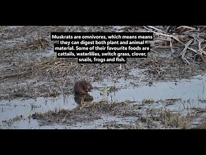 Muskrat in Action 🐾 Swimming & Eating in a Peaceful Canadian Pond 🇨🇦