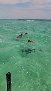 2.6K views · 39 reactions | They were being circled. Would you do this? This dolphin was so friendly and playful! All experiences are different but come see us for an opportunity to swim with dolphins #reelsvideoシ #fypシ #fyp #florida #travel | Shell Island Dolphin Tours LLC | Facebook