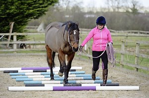Two in-hand exercises to improve your horse’s core strength