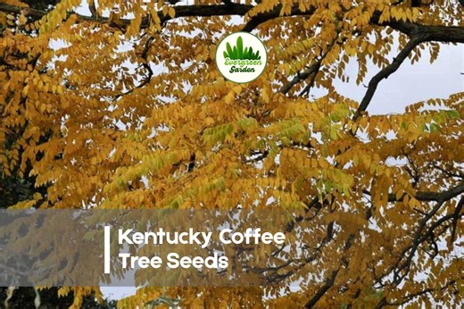 10 Kentucky Coffee Tree Seeds - Etsy
