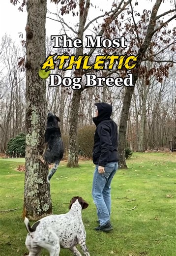 Most Athletic Dog Breeds: Exploring Blue Heelers