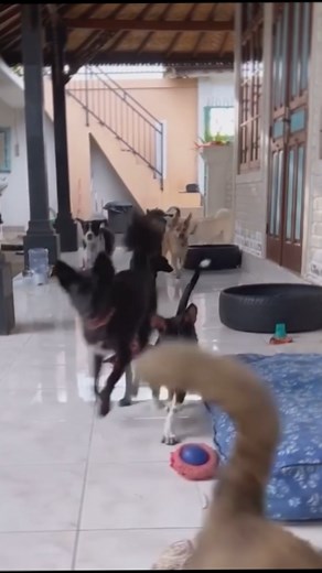 2.5K views · 89 reactions | #savinganimals #dogs #doglife #rescuedog #helpdogs #dogrescue | DOG Lovers | Facebook