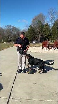 3 Ways to Teach a Perfect Heel!