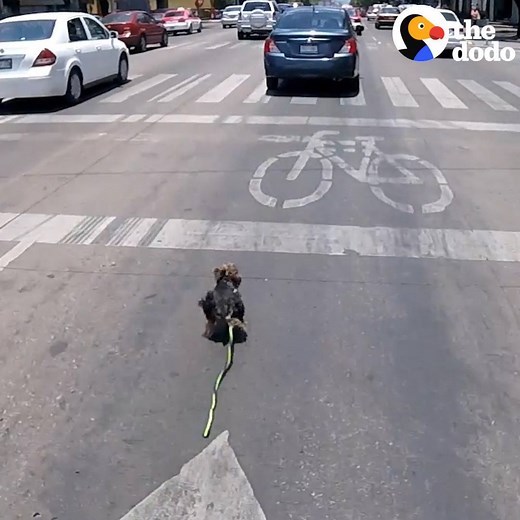 This dog almost got run over by two cars when he ran onto a busy street. He was so scared that he just kept on running, but a cyclist saw he needed help and knew she had to follow him 🐶 🚘 🚴 | The Dodo