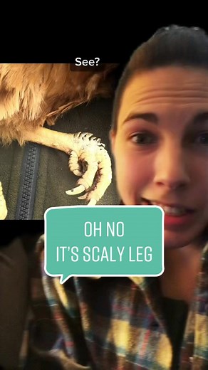 Scaly Leg Chicken Treatment: Gasoline Help?