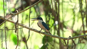Collared Kingfisher perched on branch in its natural habitat, displaying vibrant plumage and alert expression. Wildlife and birdwatching.
