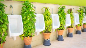 Swiss startup turns urine into plant fertilizer