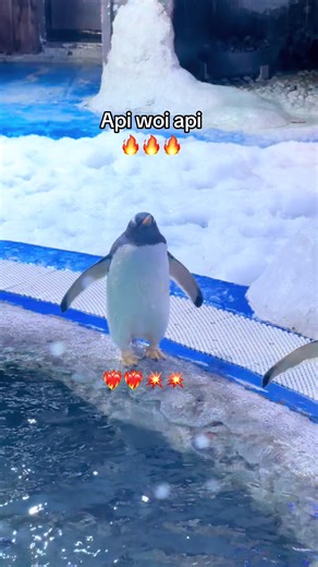 Khám Phá Chim Cánh Cụt Tại Thủy Cung Phú Quốc