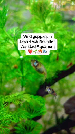 Wild guppies in Low-tech No Filter Walstad Aquarium ❤️🌱🦐🐟 ~ These are descendants of wild guppies collected from a drain. ~ Like and follow for more updates. ❤️☘️🍀🦐🦐🐟🐟🐟 #walstadmethod #aquarium #wild #guppy #fish | 小鱼仔sm9llfish