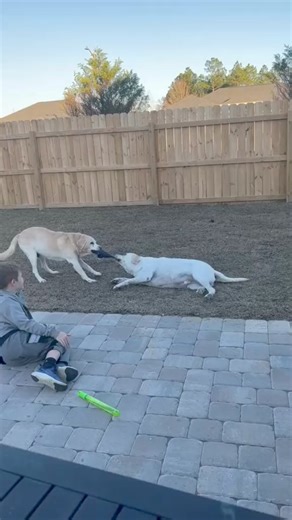 119K views · 1.4K reactions | Fat Lab! #spoileddog #extradog #fatlab | bustersworld4 | Facebook