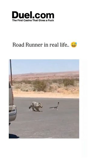 galaxy_decodee on Instagram: "The video depicts a greater roadrunner sprinting across a desert road in the American Southwest, nimbly evading a pursuing coyote, directly mirroring the Looney Tunes chase dynamic in unedited real life. Greater roadrunners reach speeds up to 26 km/h with zigzagging runs and quick turns, an adaptation confirmed by studies in ornithology journals like The Auk, allowing escapes from predators like coyotes in arid habitats. Posted by @buitengebieden , a Dutch nature cu