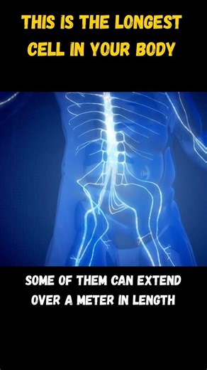 This Is the Longest Cell in Your Body #neuroscience #neurons #axon #brain #science #education