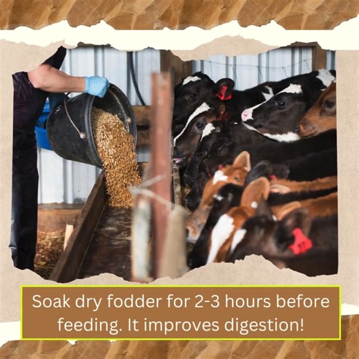 Is your livestock struggling with digestion? Soak dry fodder for 2-3 hours before feeding to improve digestion. Mix green and dry fodder for a balanced diet—healthy animals mean better productivity! Store silage for nutrition during tough seasons. Small steps lead to big improvements in livestock health! #LivestockCare #HealthyAnimals #FodderTips #BetterProductivity | Dept of Animal Husbandry and Dairying, Min of FAHD
