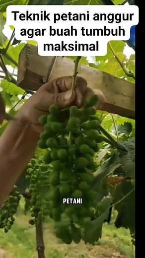 Teknik petani anggur agar buah tumbuh maksimal #reels #fbpro | Yusti Putri