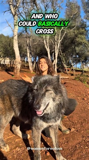Anjali Ranadive on Instagram: "Wolves appear everywhere humans have left stories behind. From ancient cave markings to oral traditions, from mythology to clan identities, wolves are woven through cultures across Europe, Asia, the Americas, the Middle East, and Africa. Long before borders or modern nations, ancient peoples recognized something familiar in the wolf—family bonds, intelligence, endurance, and an ability to live in balance with the land. These weren’t coincidences or isolated myths.