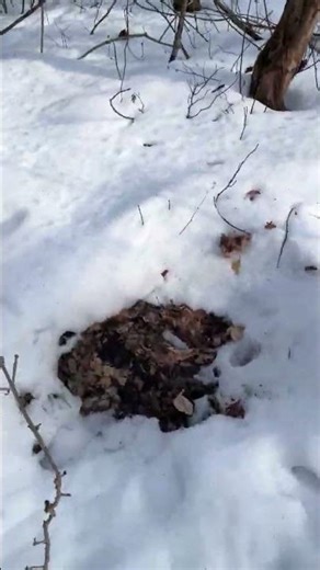 Deer Was Sleeping Right Here! #deer #whitetaildeerhunting #hunting #northamerica #ohio