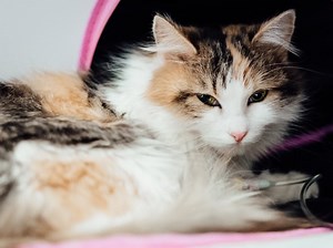 Common Feline Diseases