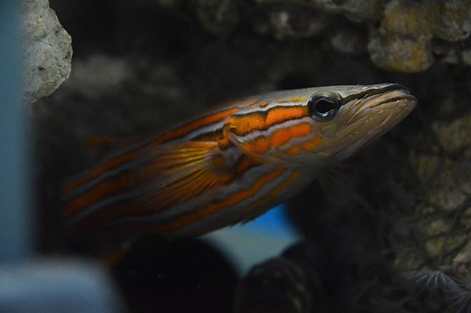 Australian Flathead Perch