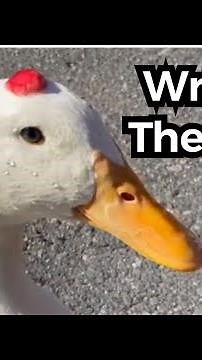 Best of TikTok #6 (wrinkle the duck)
