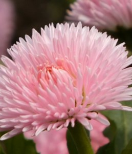 Panasonic LUMIX DC-TZ99レビューと撮影体験